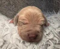 Doc, a male Great Dane for sale in Saltville, VA – Photo 6 of 7