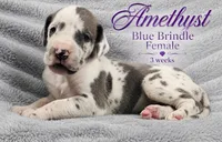 Amethyst, a female Great Dane for sale in Saltville, VA – 4 of 9