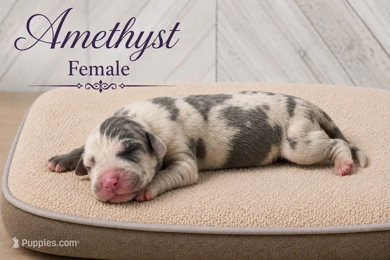 Amethyst – Great Dane puppy for sale in Saltville, VA