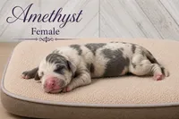 Amethyst, a female Great Dane for sale in Saltville, VA – 1 of 3