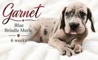 Garnet, a male Great Dane for sale in Saltville, VA – 1 of 9