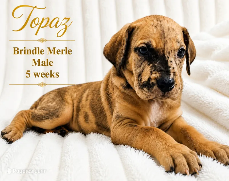 Topaz – Great Dane puppy for sale in Saltville, VA