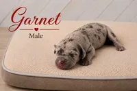 Garnet, a male Great Dane for sale in Saltville, VA – 1 of 3