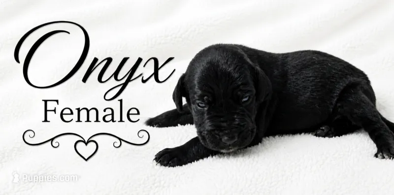 Onyx – Great Dane puppy for sale in Saltville, VA