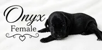 Onyx, a female Great Dane for sale in Saltville, VA – 5 of 9