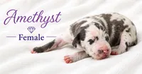 Amethyst, a female Great Dane for sale in Saltville, VA – 6 of 9