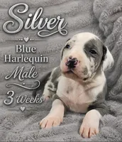 Silver, a male Great Dane for sale in Saltville, VA – 4 of 8