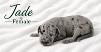 Jade, a female Great Dane for sale in Saltville, VA – 4 of 7