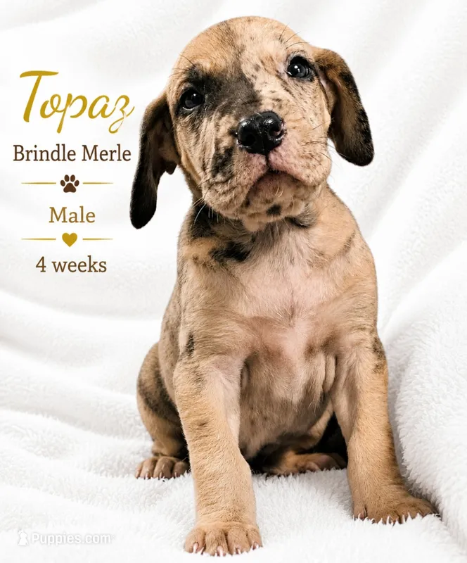 Topaz – Great Dane puppy for sale in Saltville, VA