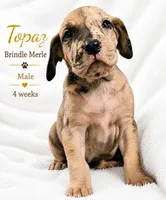 Topaz, a male Great Dane for sale in Saltville, VA – 3 of 8