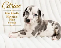 Citrine, a male Great Dane for sale in Saltville, VA – 2 of 9