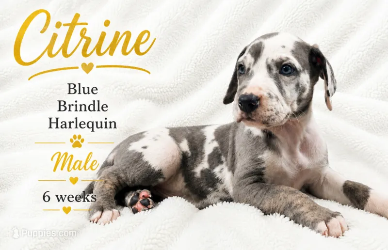 Citrine – Great Dane puppy for sale in Saltville, VA