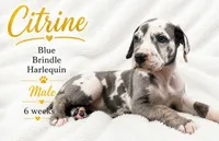 Citrine, a male Great Dane for sale in Saltville, VA – 1 of 9