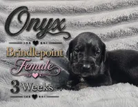 Onyx, a female Great Dane for sale in Saltville, VA – 4 of 9
