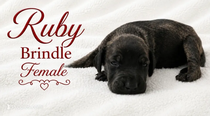 RUBY – Great Dane puppy for sale in Saltville, VA