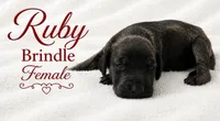 RUBY, a female Great Dane for sale in Saltville, VA – 5 of 9