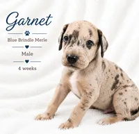 Garnet, a male Great Dane for sale in Saltville, VA – 3 of 9