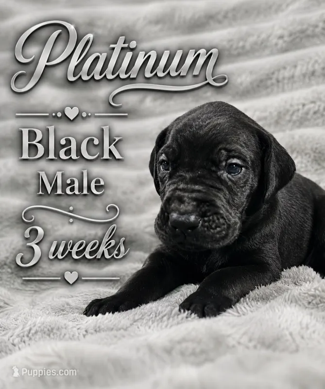 Platinum – Great Dane puppy on hold in Saltville, VA