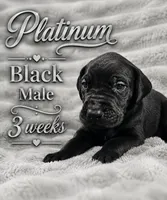 Platinum, a male Great Dane for sale in Saltville, VA – 1 of 5