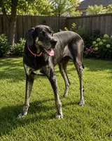 Citrine, a male Great Dane for sale in Saltville, VA – 3 of 3