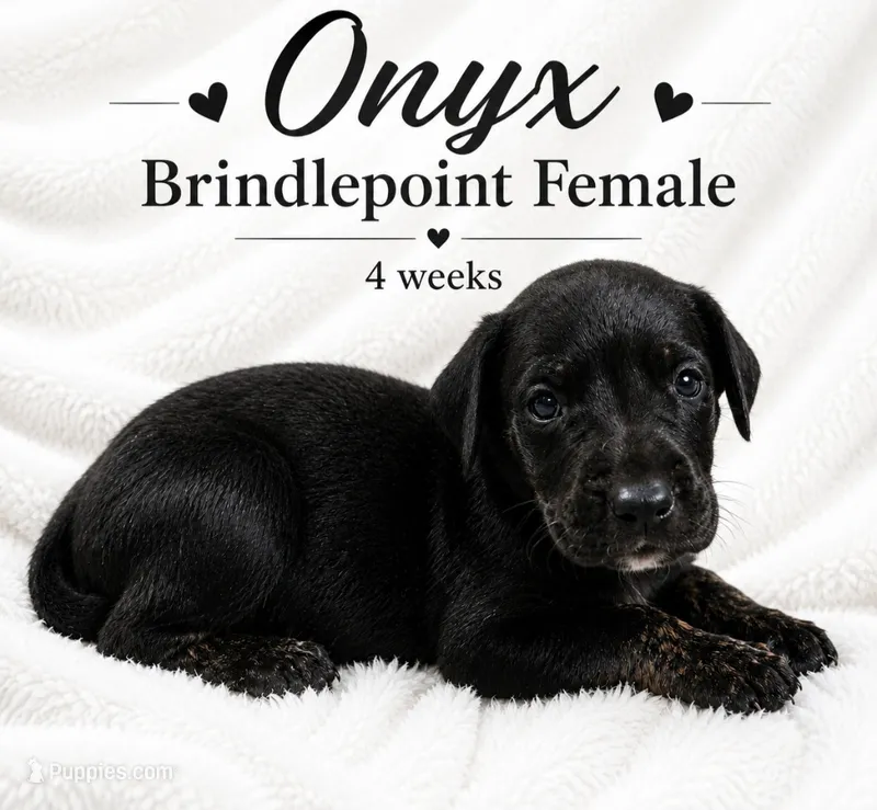 Onyx – Great Dane puppy for sale in Saltville, VA