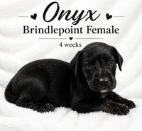 Onyx, a female Great Dane for sale in Saltville, VA – 3 of 9