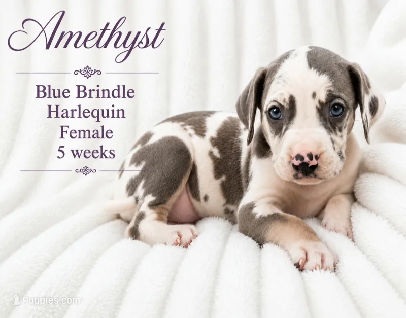 Amethyst – Great Dane puppy for sale in Saltville, VA