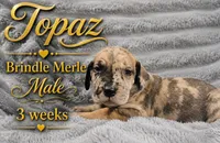 Topaz, a male Great Dane for sale in Saltville, VA – 4 of 8