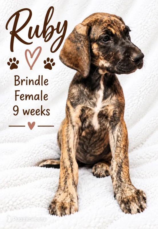 RUBY – Great Dane puppy for sale in Saltville, VA