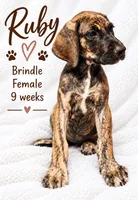 RUBY, a female Great Dane for sale in Saltville, VA – 1 of 10