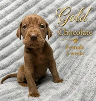 Gold, a female Great Dane for sale in Saltville, VA – 4 of 8