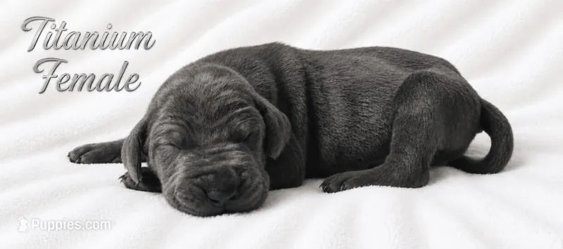 Titanium – Great Dane puppy for sale in Saltville, VA