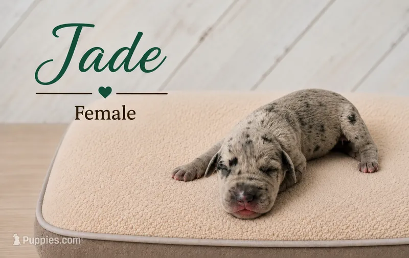 Jade – Great Dane puppy for sale in Saltville, VA