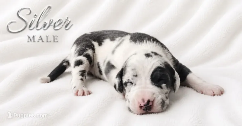 Silver – Great Dane puppy for sale in Saltville, VA