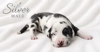Silver, a male Great Dane for sale in Saltville, VA – 5 of 8