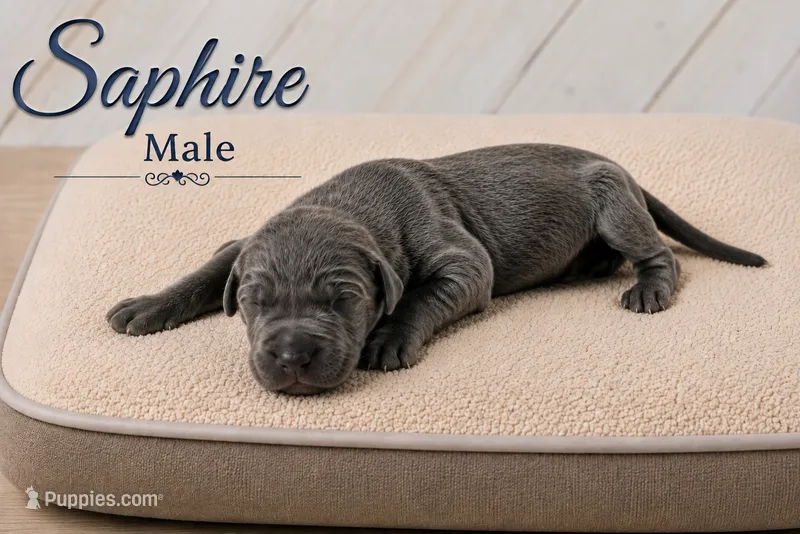 Sapphire – Great Dane puppy for sale in Saltville, VA