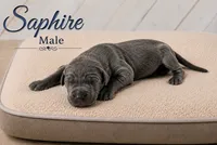 Sapphire, a male Great Dane for sale in Saltville, VA – 1 of 3