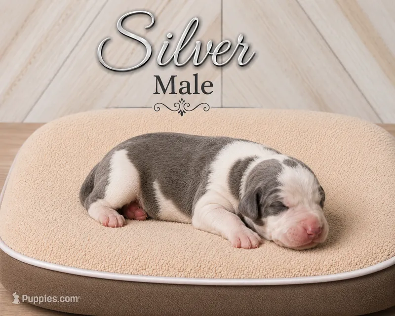Silver – Great Dane puppy for sale in Saltville, VA