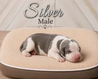 Silver, a male Great Dane for sale in Saltville, VA – 1 of 3