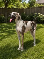 RUBY, a female Great Dane for sale in Saltville, VA – 2 of 3