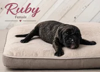 RUBY, a female Great Dane for sale in Saltville, VA – 1 of 3