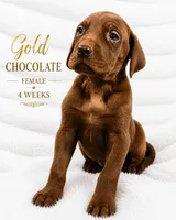 Gold, a female Great Dane for sale in Saltville, VA – 3 of 8