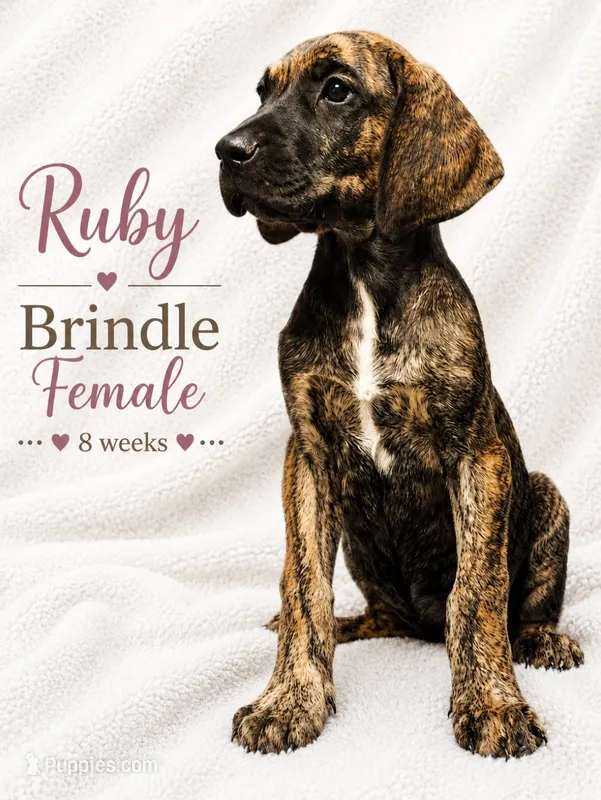 RUBY – Great Dane puppy for sale in Saltville, VA
