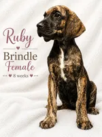 RUBY, a female Great Dane for sale in Saltville, VA – 2 of 10