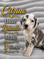 Citrine, a male Great Dane for sale in Saltville, VA – 4 of 9