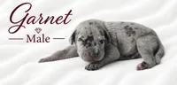 Garnet, a male Great Dane for sale in Saltville, VA – 5 of 9