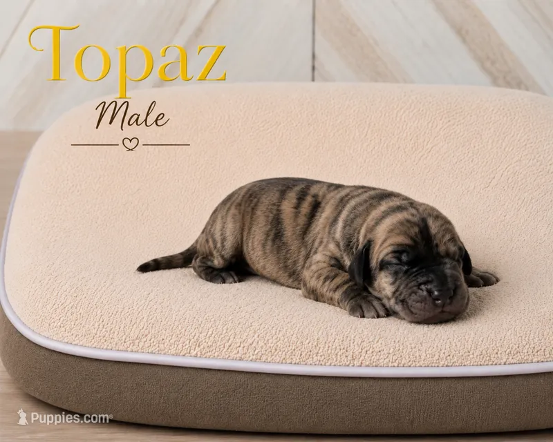 Topaz – Great Dane puppy for sale in Saltville, VA