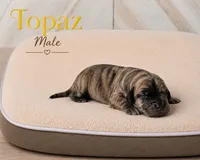Topaz, a male Great Dane for sale in Saltville, VA – 1 of 3