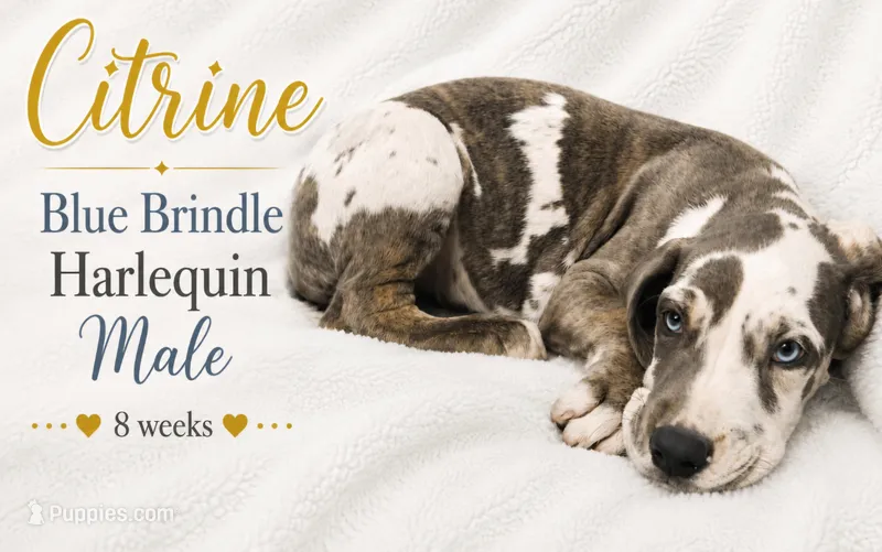 Citrine – Great Dane puppy for sale in Saltville, VA