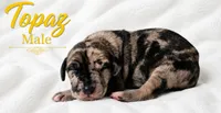 Topaz, a male Great Dane for sale in Saltville, VA – 5 of 8